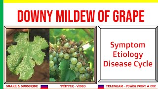 Downy Mildew of Grapes Symptom Etiology Disease Cycle  Plasmopara viticola  PHF [upl. by Aylsworth]