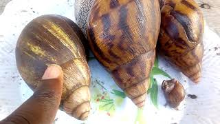 Snail farming in small scale for everyone Escargot [upl. by Annyahs]