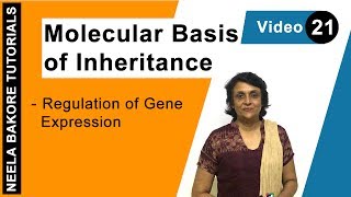 Molecular Basis of Inheritance  NEET  Regulation of Gene Expression  Neela Bakore Tutorials [upl. by Narih]