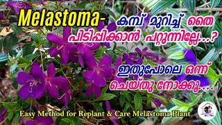 മെലാസ്റ്റോമHow to Replant and Care Melastoma Propagation and Grow MelastomaFlowering TipsArusMom [upl. by Riva]