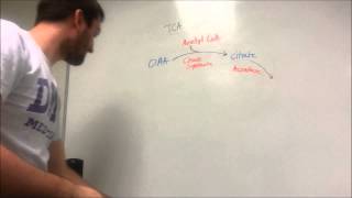 The TCA Cycle Made Easy [upl. by Egarton]