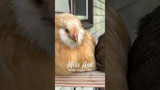 Ameraucana Olive Egger Hen Asa From Hatch to Hen amp her Biblically Inspired Name backyardchickens [upl. by Marigold]