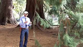 Giant redwood Sequoiadendron giganteum  Plant Identification [upl. by Lalita300]