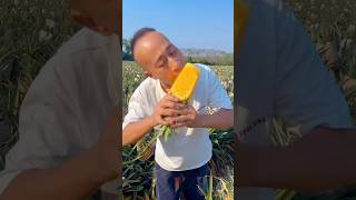 Real Ananas Farming In China [upl. by Amery]