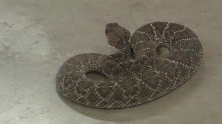 Rattlesnake Roundup returns to Oglesby Texas [upl. by Vookles]