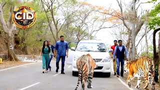 জঙ্গলে সিআইডি অফিসারের ওপর চড়াও হয় চিতা  সিআইডি CID  bengali crime series 2024 [upl. by Assirek744]