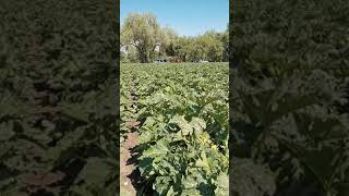 Cultivo de calabacita tipo grey zuccini en la zona centro de Puebla [upl. by Eniamraj]