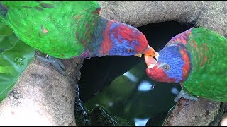 Bird watching in Hong Kong Park 2017 [upl. by Ki]