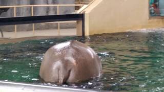 Pooping Hippo Splashing Water [upl. by Siddon500]