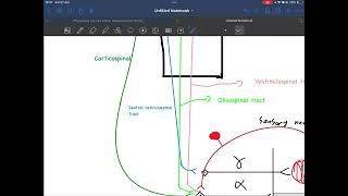 Lecture 5  higher control of stretch reflex golgi tendon organ [upl. by Maxia494]