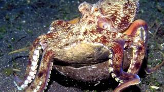 Octopus Tool Use The Worlds Smartest Invertebrate [upl. by Hurwit887]