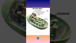 3D Model of Chloroplast biology chloroplast genetics cellbiology plant botany animation [upl. by Ailecnarf732]