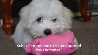 A week in the life of a Coton De Tulear puppy [upl. by Charmine873]