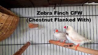 Zebra Finch CFW Chestnut Flanked With  Ling Ida [upl. by Kowal943]