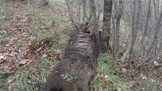 caccia al cinghiale a Spoleto [upl. by Hcone440]