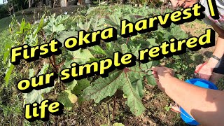 First okra harvest  deepfriedokra  our simple retired life [upl. by River]