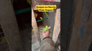 Budgies parrot alag kr diye😍 petlover minivlog budgiegar bird pigeon budgries shorts [upl. by Enyallij]