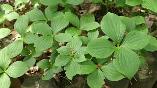 Cornus canadensis L [upl. by Llain]