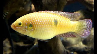 レッドジュエルシクリッド Red Forest Jewel Jewel Cichlid Hemichromis lifalili [upl. by Einnad]