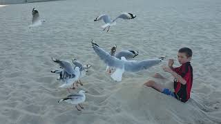 Kid Gets Terrified of Seagulls Approaching Him at Beach  1516898 [upl. by Majka]