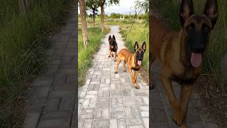 Belgian Malinois training dog malinois becgiegermanshepherd chó pets dog 02 [upl. by Heimlich]