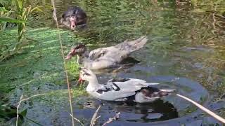 Mis patos muscovy nadando en el río 🌊🦆 [upl. by Merla387]