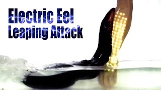 Electric Eels Make Leaping Attacks [upl. by Ploss]