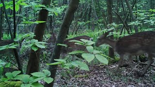 Six Fallow Deer Passing Through [upl. by Ylrebnik]