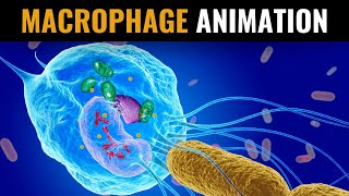 What Are Macrophages and How Do They Destroy Pathogens  Videonium’s SciTech Animations  Part 1 [upl. by Acir]