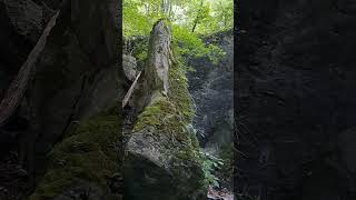 Stunning Boulders in Niagara Glen Nature Reserve niagarafalls niagara geologyrocks [upl. by Hamford]