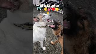 puppy dog love shortsfeed shorts reels viral trending viralshort trendingshort cutedog♥️😊 [upl. by Bethanne]