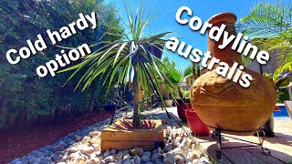 Cordyline australis quotCabbage treequot Cold hardy option 👍 [upl. by Sclar10]