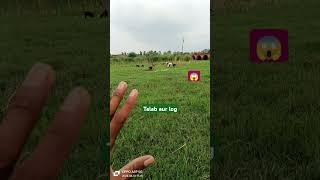 talab mein ghas 🦙🐐 khati Hui bakriyantalab vlog river bloggershorts video [upl. by Anama562]