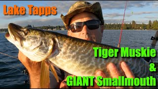 Lake Tapps Tiger Muskie amp GIANT Smallmouth Bass Kayak Fishing Washington Yakima Bait Mag Lip [upl. by Naiditch]