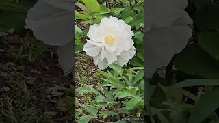 牡丹の花「玉簾」／TREE PEONY quotTamasudarequot [upl. by Epoh48]