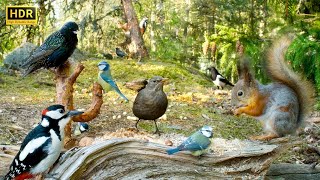 Cat TV😻 Forest BIRDS for Cats to Watch and their Squirrel friends🕊️🐿️ [upl. by Antoine]