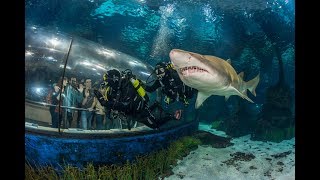 Inmersión con tiburones en Barcelona [upl. by Aicatsana506]