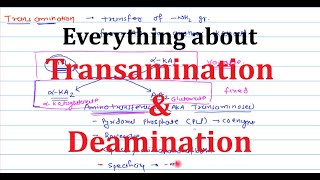 5 Transamination amp Deamination  Transdeamination  Nitrogen Removal from Amino acids [upl. by Yrad932]