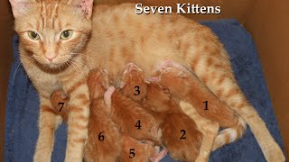 Seven Kittens Born from One Cat [upl. by Wylma655]