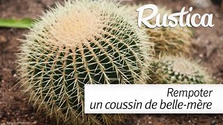 Comment rempoter le quotcoussin de bellemèrequot ou Echinocactus [upl. by Natelson]