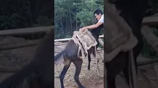 The process of installing the wood saddle for the horse [upl. by Arhas]