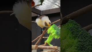 Aviary  Bird Aviary  Aviary Birds  Outdoor Aviary  Finch Aviary  Canary Aviary aviary canary [upl. by Nehtanoj]