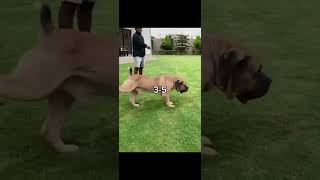 Kangal turco vs boerboel [upl. by Lipski436]