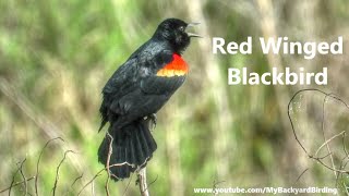 Red Winged Blackbird Song [upl. by Kcirederf575]