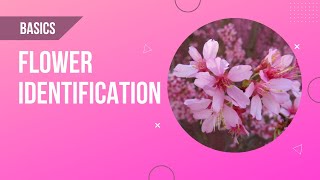 Basics of Flower Identification [upl. by Iolenta]