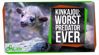 Meet the Worlds Worst Carnivore the Kinkajou [upl. by Laughton212]