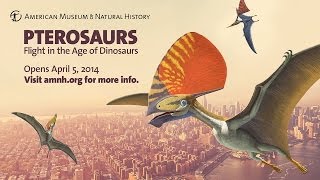 Pterosaurs Flight in the Age of Dinosaurs [upl. by Tran]