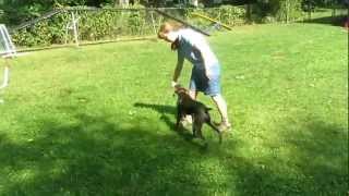 Teaching Your Dog to quotSwitchquot or the Mechanics of an Agility Rear Cross [upl. by Ycrad]