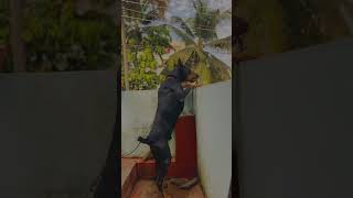 Doberman on guard with proud amp loud barking dog doberman shorts youtube youtubeshorts trending [upl. by Assiral235]