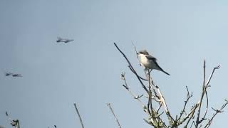 Lesser grey shrike  Lanius minor  Kleine klapekster [upl. by Eustatius]